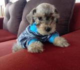 Se Vende Macho Schnauzer