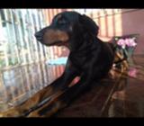 Se Busca Novia para Perro Doberman