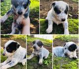 Pastor Australino Muy Lindos